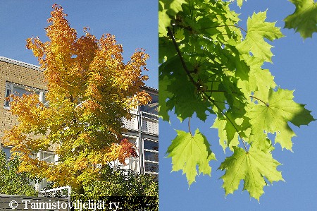 Acer platanoides